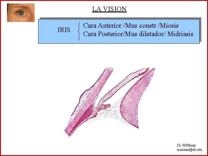 LA VISION IRIS Cara Anterior /Mus constr /Miosis Cara Posterior/Mus dilatador/ Midriasis Dr M