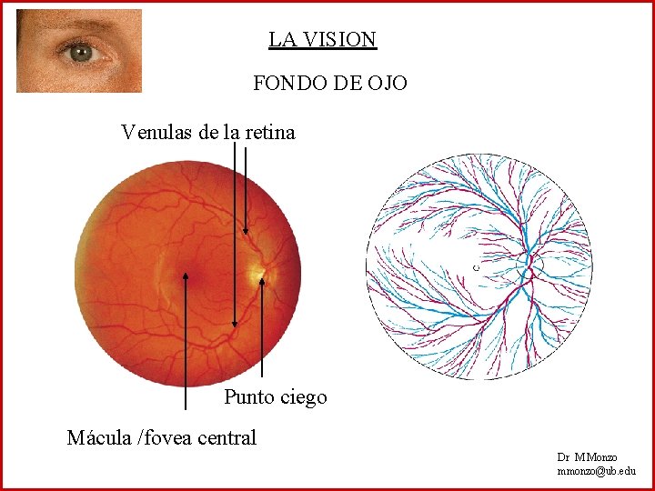 LA VISION FONDO DE OJO Venulas de la retina Punto ciego Mácula /fovea central