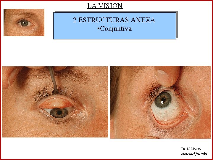 LA VISION 2 ESTRUCTURAS ANEXA • Conjuntiva Dr M Monzo mmonzo@ub. edu 