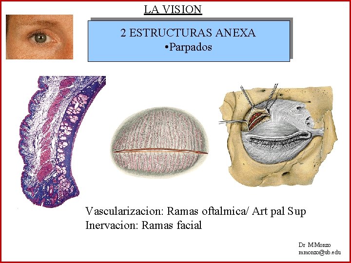 LA VISION 2 ESTRUCTURAS ANEXA • Parpados Vascularizacion: Ramas oftalmica/ Art pal Sup Inervacion: