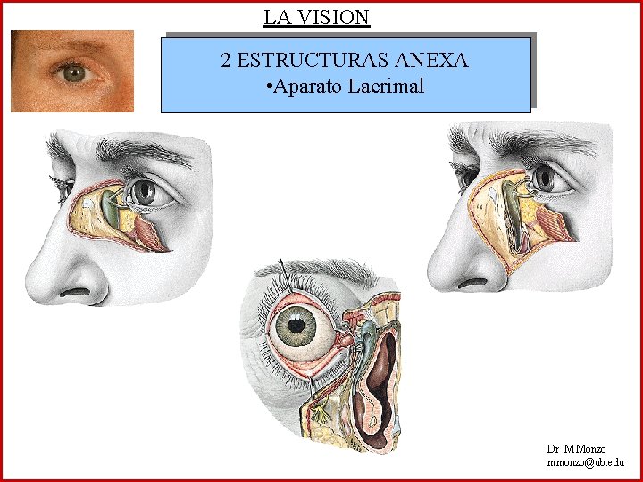 LA VISION 2 ESTRUCTURAS ANEXA • Aparato Lacrimal Dr M Monzo mmonzo@ub. edu 