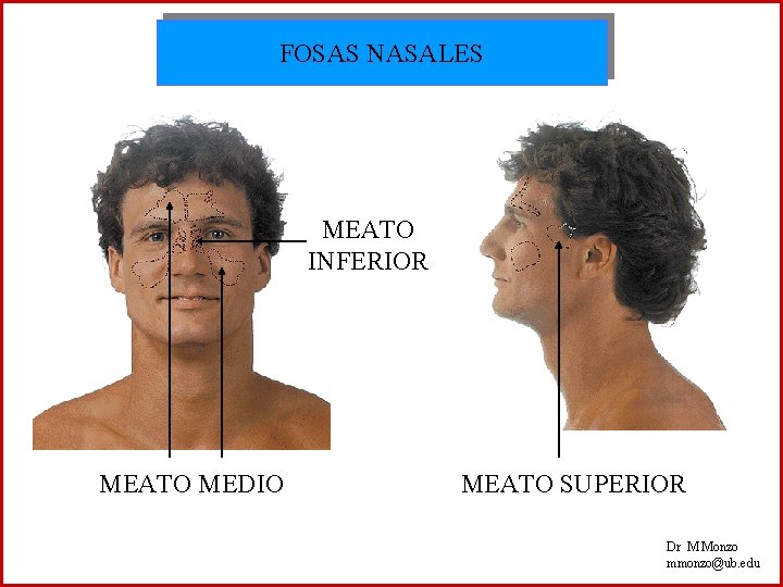 FOSAS NASALES MEATO INFERIOR MEATO MEDIO MEATO SUPERIOR Dr M Monzo mmonzo@ub. edu 