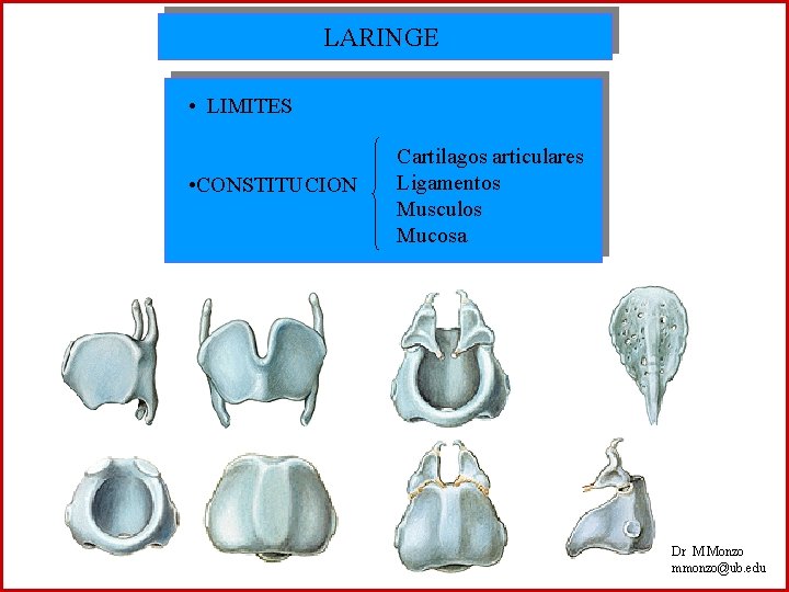 LARINGE • LIMITES • CONSTITUCION Cartilagos articulares Ligamentos Musculos Mucosa Dr M Monzo mmonzo@ub.