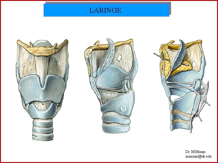 LARINGE Dr M Monzo mmonzo@ub. edu 