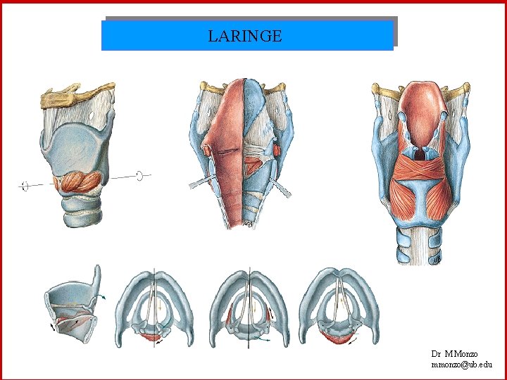 LARINGE Dr M Monzo mmonzo@ub. edu 