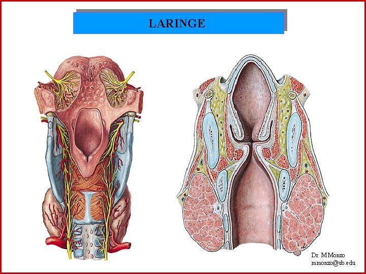 LARINGE Dr M Monzo mmonzo@ub. edu 