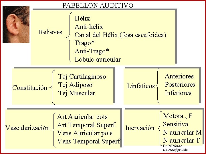 PABELLON AUDITIVO Relieves Constitución Vascularización Hélix Anti-hélix Canal del Hélix (fosa escafoidea) Trago* Anti-Trago*