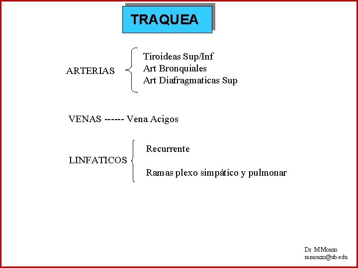 TRAQUEA ARTERIAS Tiroideas Sup/Inf Art Bronquiales Art Diafragmaticas Sup VENAS ------ Vena Acigos Recurrente
