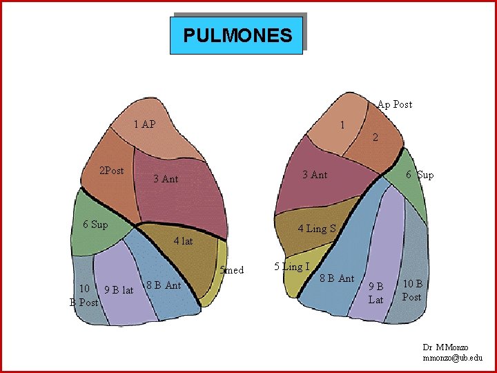 PULMONES Ap Post 1 AP 1 2 2 Post 3 Ant 6 Sup 4