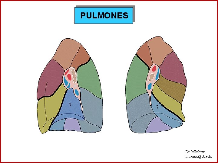 PULMONES 7 7 Dr M Monzo mmonzo@ub. edu 