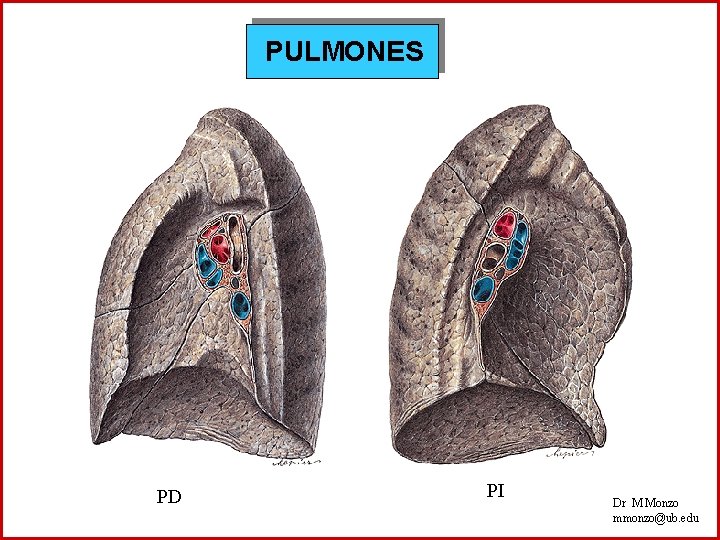 PULMONES PD PI Dr M Monzo mmonzo@ub. edu 