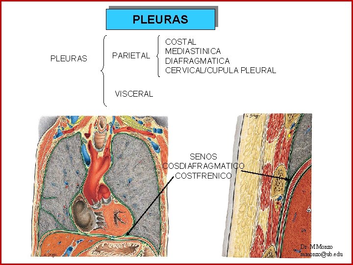 PLEURAS PARIETAL COSTAL MEDIASTINICA DIAFRAGMATICA CERVICAL/CUPULA PLEURAL VISCERAL SENOS COSDIAFRAGMATICO COSTFRENICO Dr M Monzo