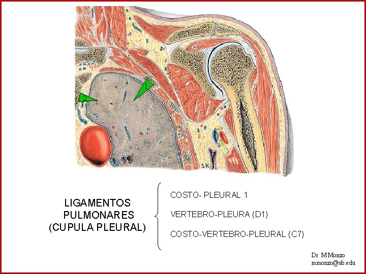 1 2 LIGAMENTOS PULMONARES (CUPULA PLEURAL) COSTO- PLEURAL 1 VERTEBRO-PLEURA (D 1) COSTO-VERTEBRO-PLEURAL (C