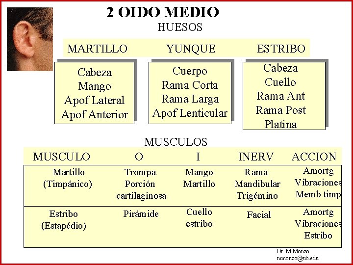 2 OIDO MEDIO HUESOS MARTILLO YUNQUE ESTRIBO Cabeza Mango Apof Lateral Apof Anterior Cuerpo