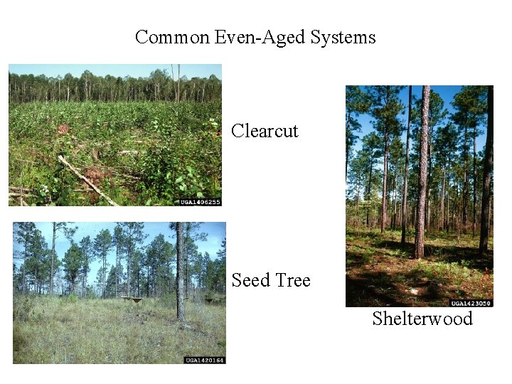 Common Even-Aged Systems Clearcut Seed Tree Shelterwood 