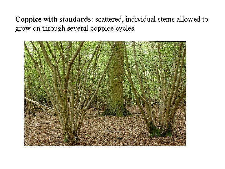 Coppice with standards: scattered, individual stems allowed to grow on through several coppice cycles