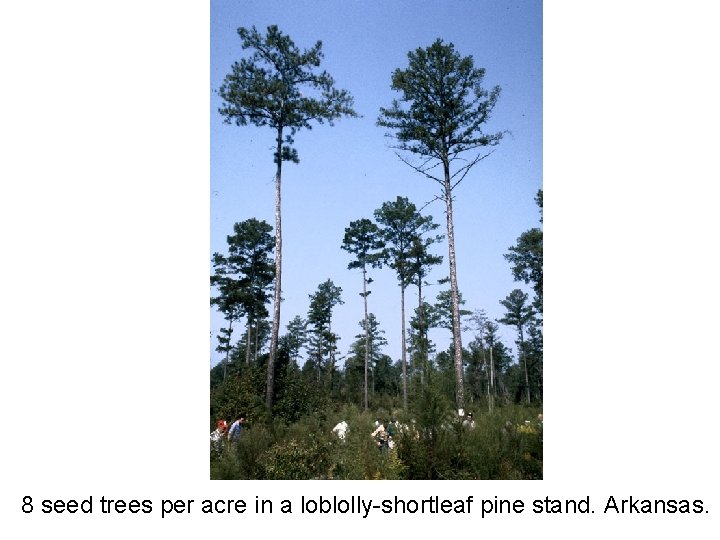 8 seed trees per acre in a loblolly-shortleaf pine stand. Arkansas. 