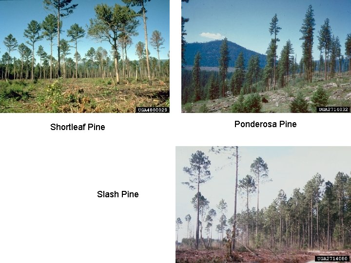 Shortleaf Pine Slash Pine Ponderosa Pine 