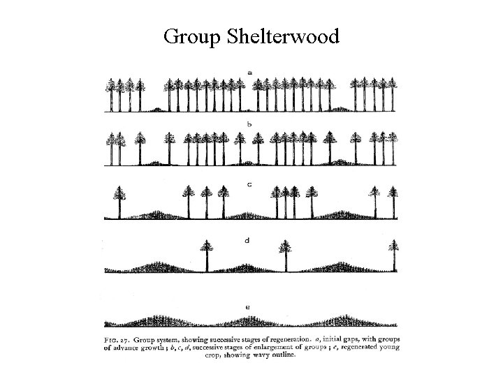 Group Shelterwood 