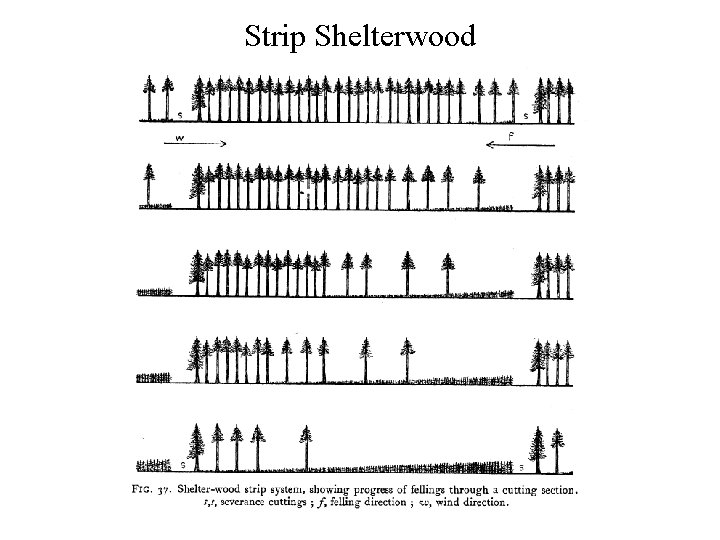 Strip Shelterwood 