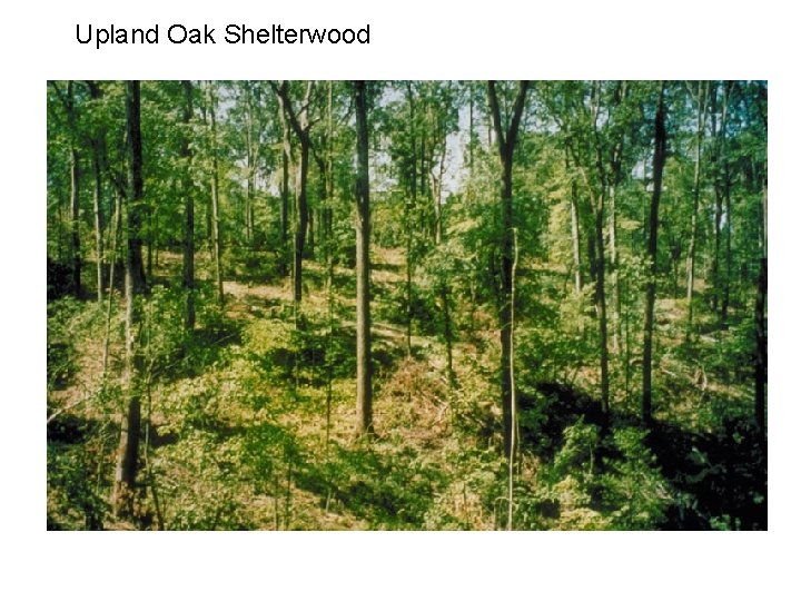 Upland Oak Shelterwood 