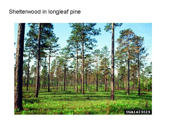Shelterwood in longleaf pine 