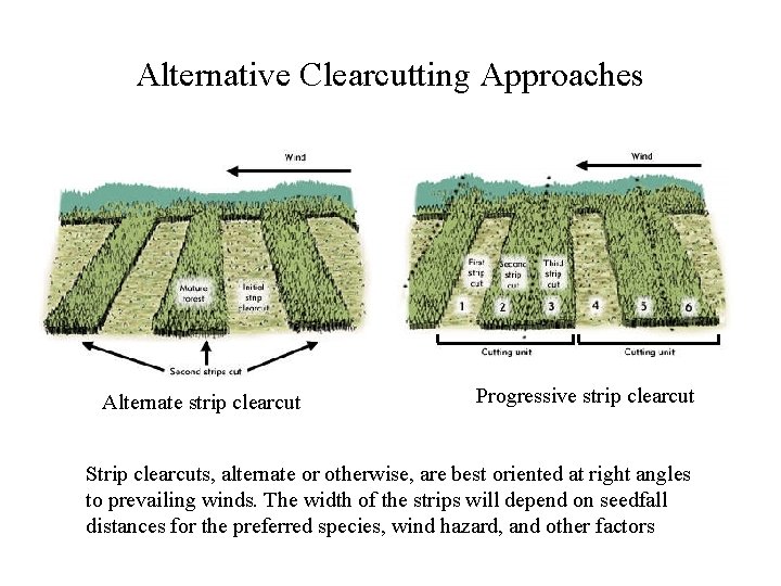 Alternative Clearcutting Approaches Alternate strip clearcut Progressive strip clearcut Strip clearcuts, alternate or otherwise,