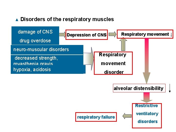 ▲ Disorders of the respiratory muscles damage of CNS Respiratory movement ↓ Depression of