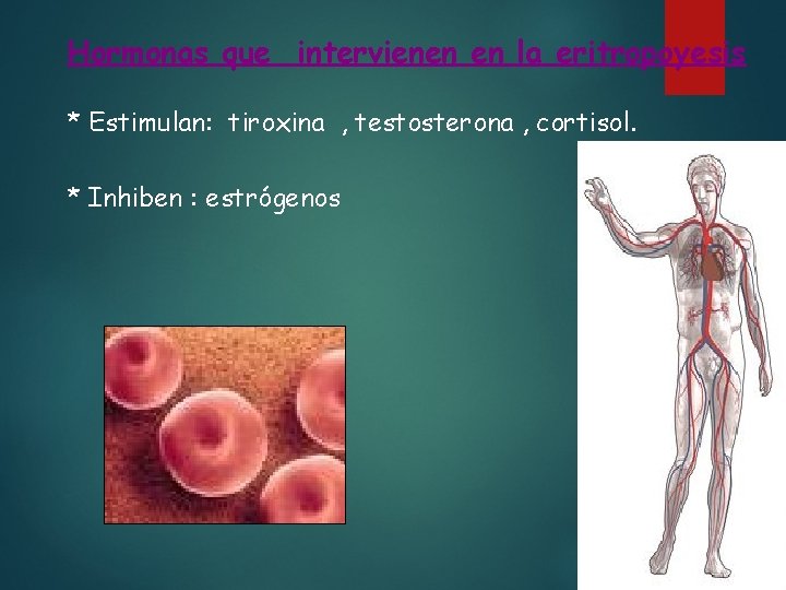 Hormonas que intervienen en la eritropoyesis * Estimulan: tiroxina , testosterona , cortisol. *