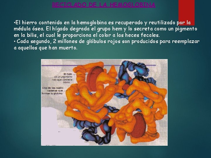 RECICLADO DE LA HEMOGLOBINA • El hierro contenido en la hemoglobina es recuperado y