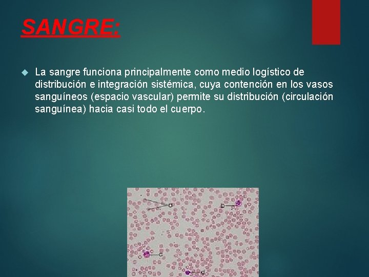 SANGRE: La sangre funciona principalmente como medio logístico de distribución e integración sistémica, cuya