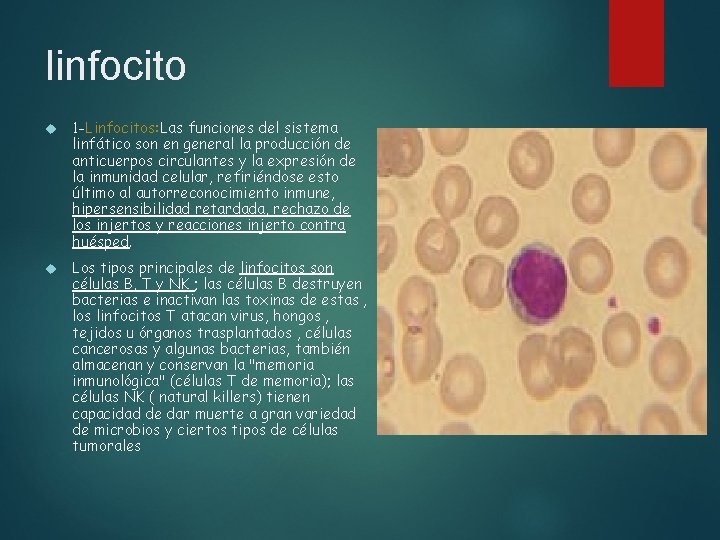 linfocito 1 -Linfocitos: Las funciones del sistema linfático son en general la producción de