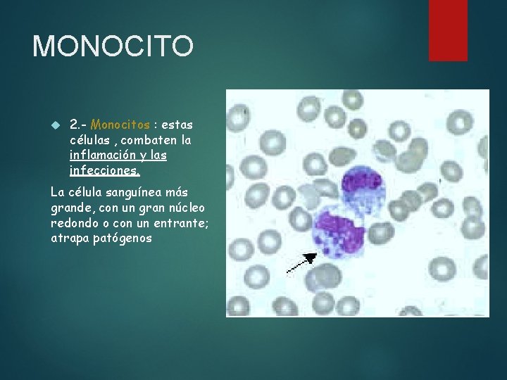 MONOCITO 2. - Monocitos : estas células , combaten la inflamación y las infecciones.