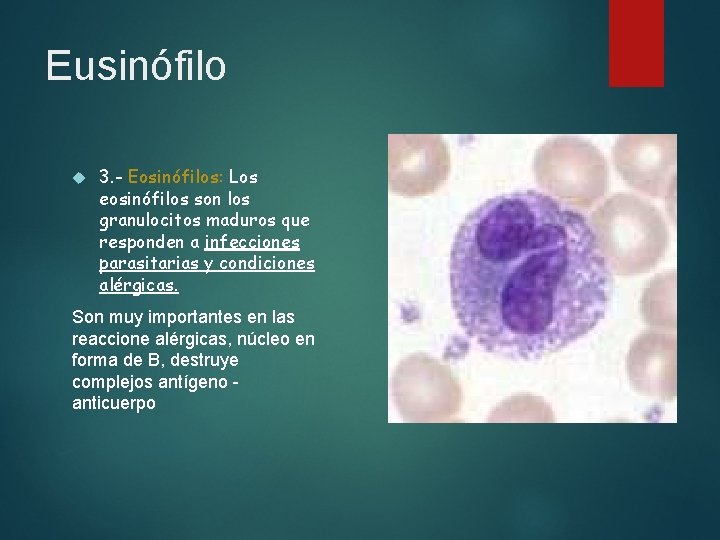 Eusinófilo 3. - Eosinófilos: Los eosinófilos son los granulocitos maduros que responden a infecciones