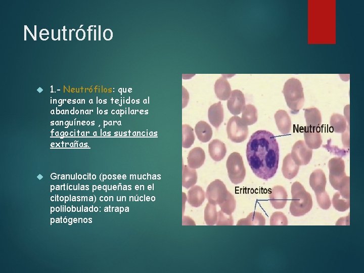 Neutrófilo 1. - Neutrófilos: que ingresan a los tejidos al abandonar los capilares sanguíneos