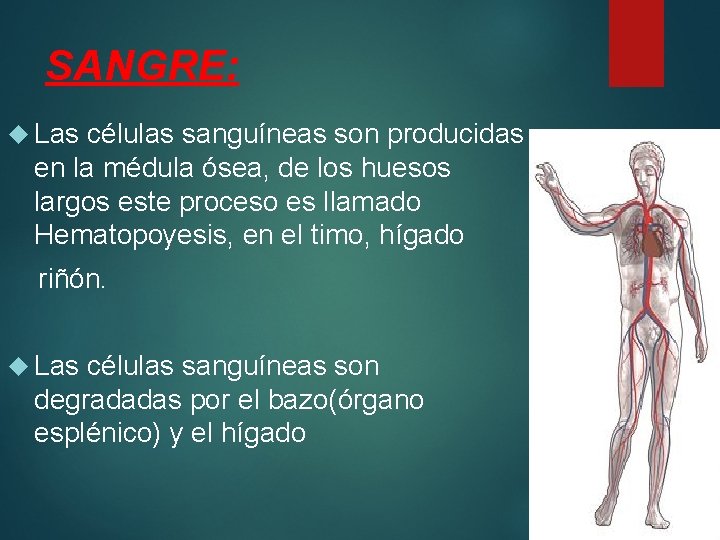 SANGRE: Las células sanguíneas son producidas en la médula ósea, de los huesos largos