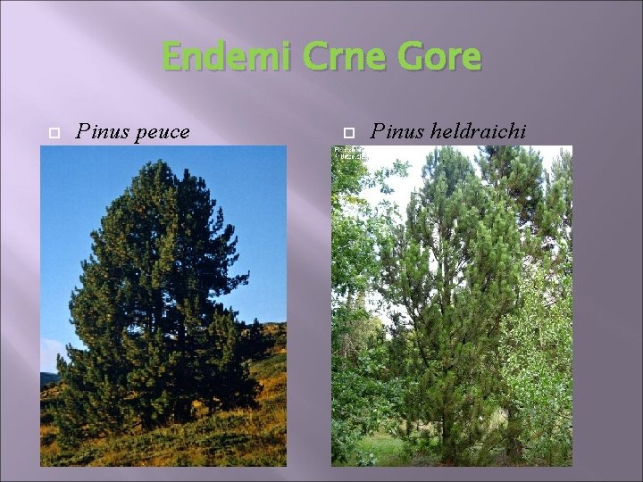Endemi Crne Gore Pinus peuce Pinus heldraichi Endemi Crne Gore Pinus peuce Pinus heldraichi