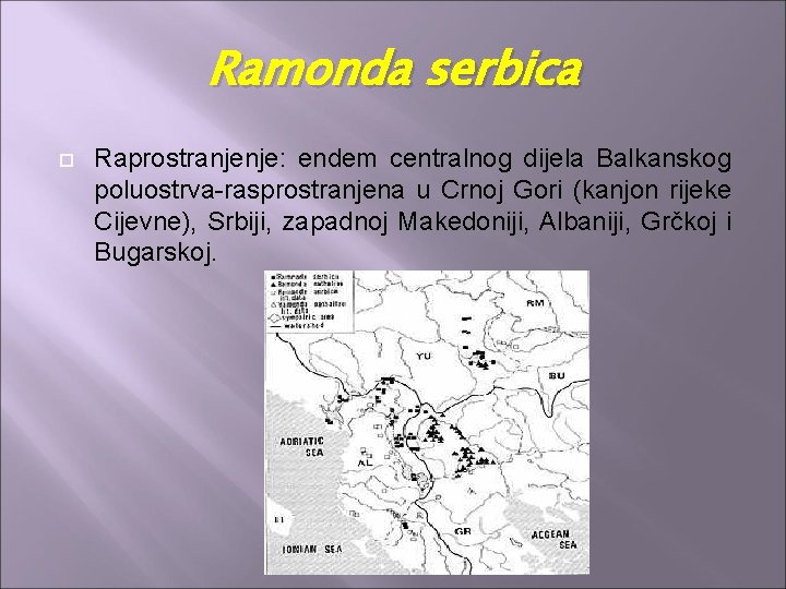 Ramonda serbica Raprostranjenje: endem centralnog dijela Balkanskog poluostrva-rasprostranjena u Crnoj Gori (kanjon rijeke Cijevne), Ramonda serbica Raprostranjenje: endem centralnog dijela Balkanskog poluostrva-rasprostranjena u Crnoj Gori (kanjon rijeke Cijevne),