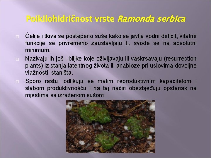 Poikilohidričnost vrste Ramonda serbica Ćelije i tkiva se postepeno suše kako se javlja vodni