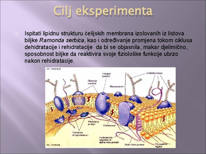 Cilj eksperimenta Ispitati lipidnu strukturu ćelijskih membrana izolovanih iz listova biljke Ramonda serbica, kao
