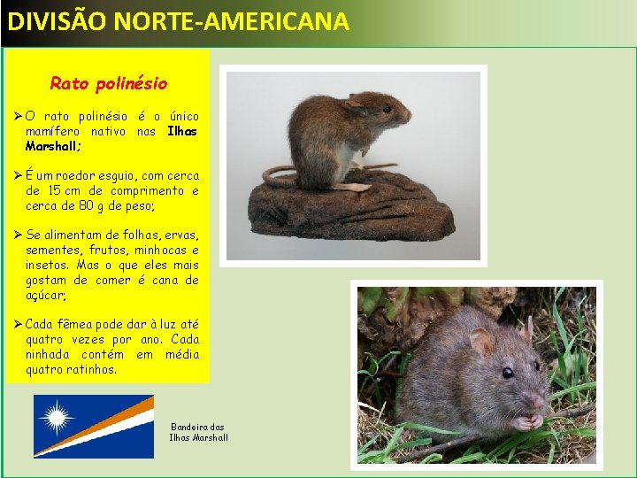 DIVISÃO NORTE-AMERICANA Ø Rato polinésio O rato polinésio. Rato polinésio Ø O rato polinésio