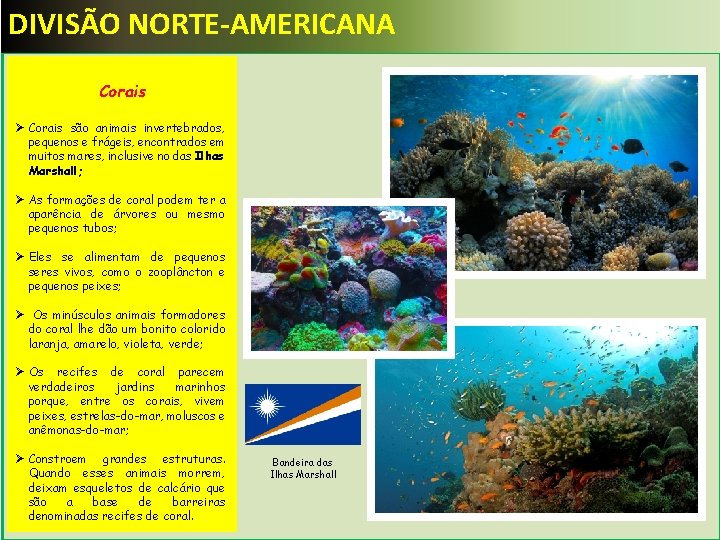 DIVISÃO NORTE-AMERICANA Corais Ø Corais são animais invertebrados, pequenos e frágeis, encontrados em muitos