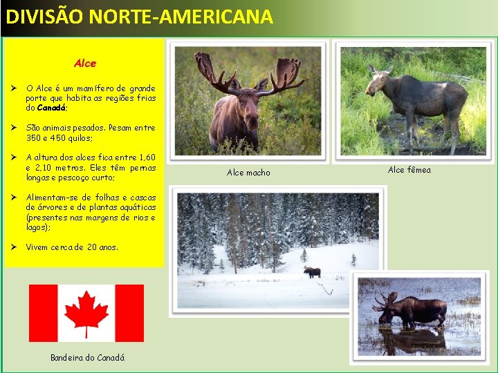 DIVISÃO NORTE-AMERICANA Alce Ø O Alce é um mamífero de grande porte que habita