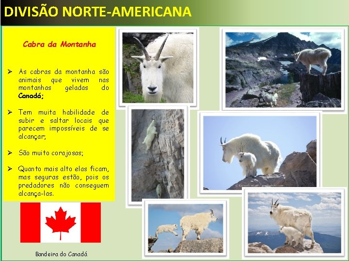 DIVISÃO NORTE-AMERICANA Cabra da Montanha Ø As cabras da montanha são animais que vivem