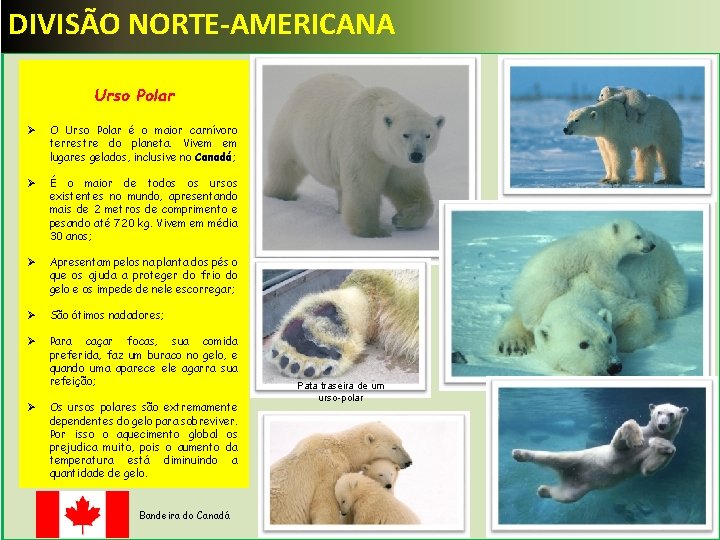 DIVISÃO NORTE-AMERICANA Urso Polar Ø O Urso Polar é o maior carnívoro terrestre do