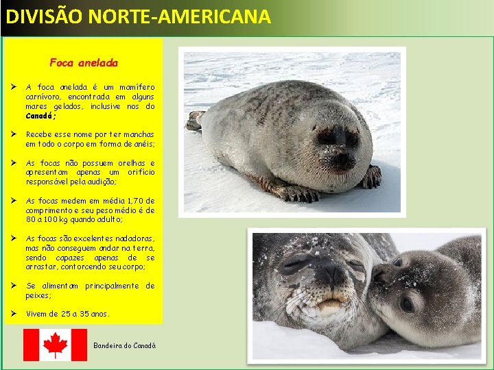 DIVISÃO NORTE-AMERICANA Foca anelada Ø A foca anelada é um mamífero carnívoro, encontrada em