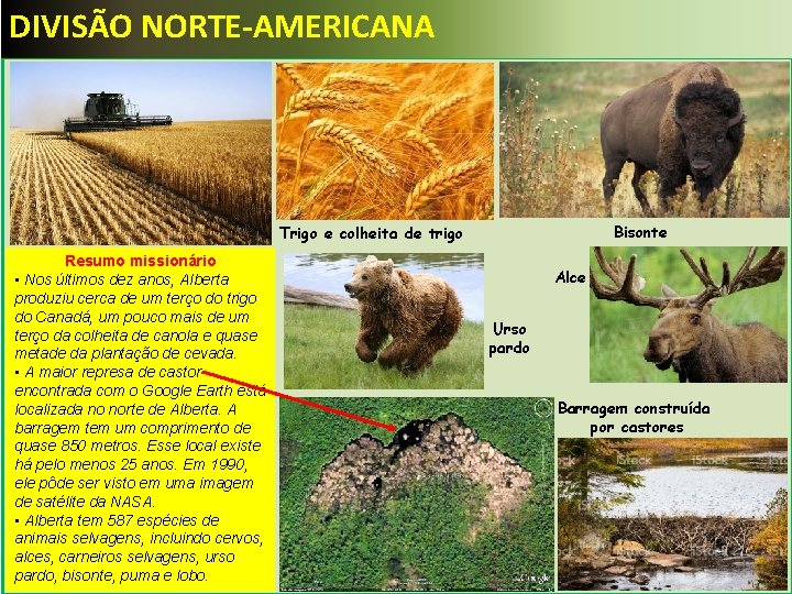 DIVISÃO NORTE-AMERICANA Bisonte Trigo e colheita de trigo Resumo missionário • Nos últimos dez