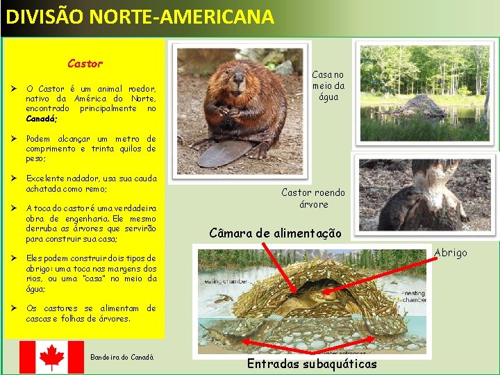 DIVISÃO NORTE-AMERICANA Castor Ø O Castor é um animal roedor, nativo da América do