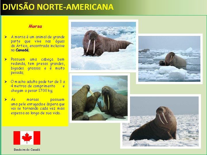 DIVISÃO NORTE-AMERICANA Morsa Ø A morsa é um animal de grande porte que vive