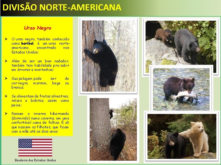 DIVISÃO NORTE-AMERICANA Urso Negro Ø O urso negro, também conhecido como baribal, é um